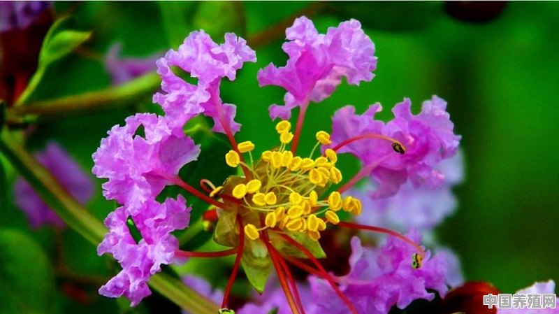 紫薇花怎么养 - 中国养殖网