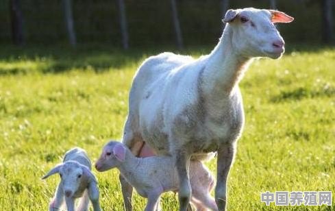 羊粪该如何自然发酵 - 中国养殖网
