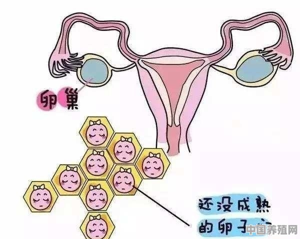 一个女人，一辈子最多能怀孕多少次 - 中国养殖网