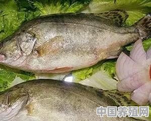 鱖鱼的产地是在哪 - 中国养殖网