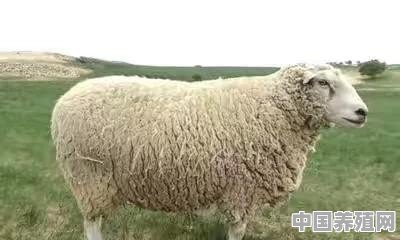 如何养羊？对于羊病防治你有什么好的经验 - 中国养殖网