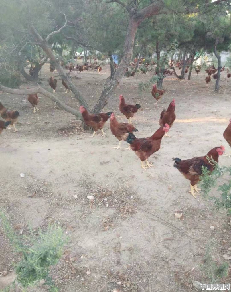 准备回农村去养土鸡了，不知道销路怎么样 - 中国养殖网