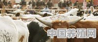 想回农村放养牛，养什么牛更合适更划算 - 中国养殖网