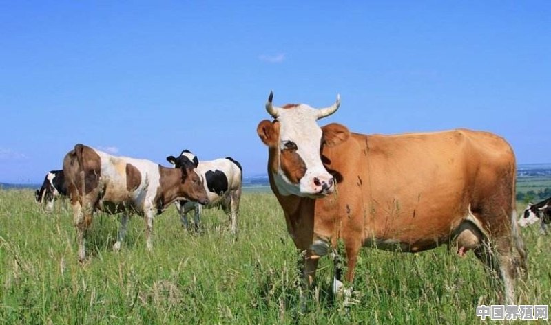 想回农村放养牛，养什么牛更合适更划算 - 中国养殖网