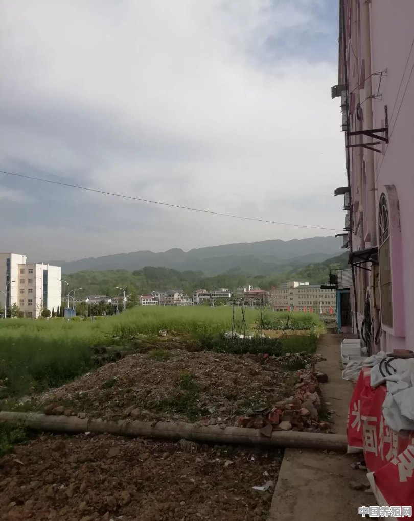 真实的陕西农村是什么样的 - 中国养殖网