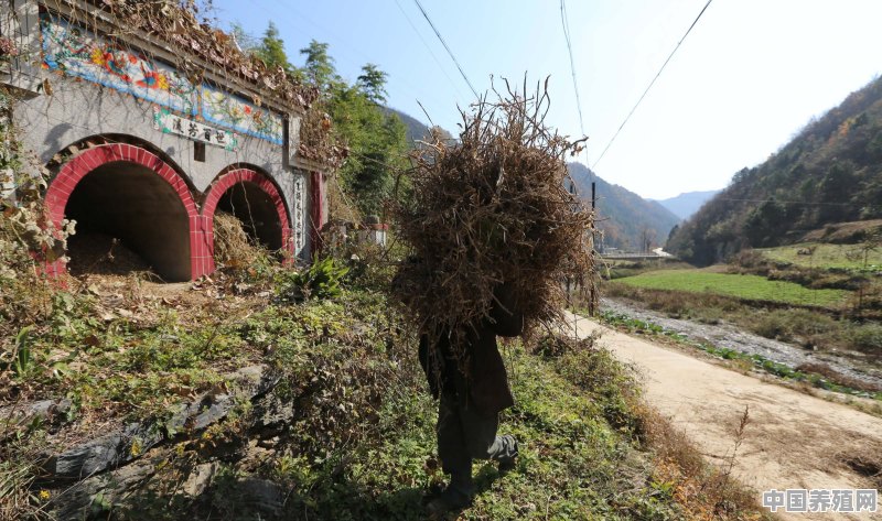真实的陕西农村是什么样的 - 中国养殖网