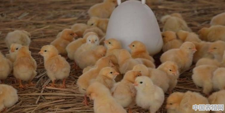 鸡的特异生理习性有哪些 - 中国养殖网