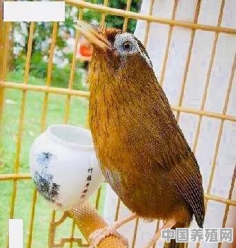 怎样选画眉鸟 - 中国养殖网