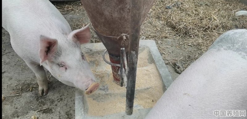 小猪从出生养到400斤大概要几个月，该怎么养 - 中国养殖网