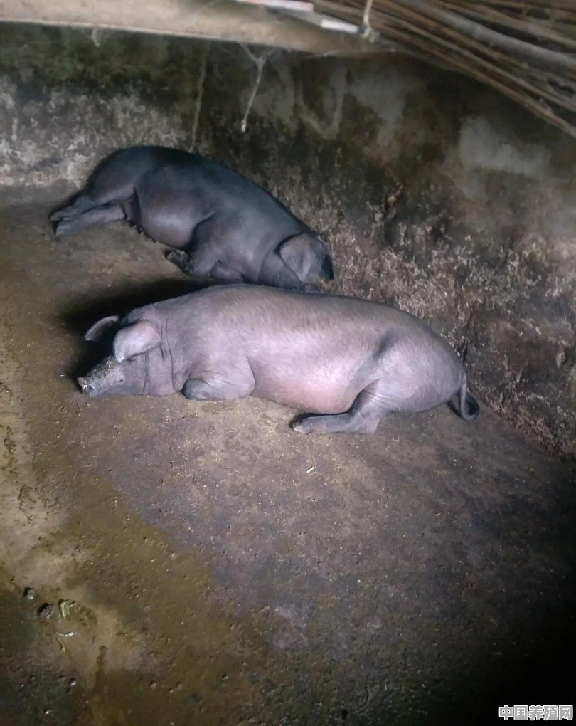 小猪从出生养到400斤大概要几个月，该怎么养 - 中国养殖网