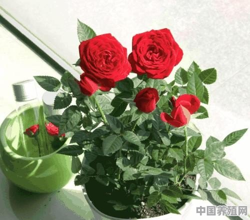 谁知道玫瑰花怎样施肥啊 - 中国养殖网