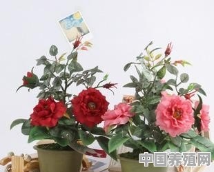 谁知道玫瑰花怎样施肥啊 - 中国养殖网