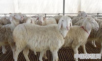 饲养小尾寒羊有什么好的方法？需要注意些什么 - 中国养殖网
