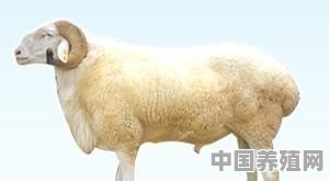 饲养小尾寒羊有什么好的方法？需要注意些什么 - 中国养殖网