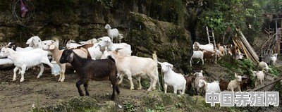 我想养羊，是去山区还是去平原，哪个更合适 - 中国养殖网