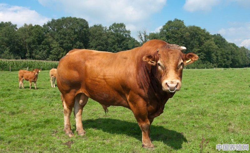 我国有“五大名牛”，它们的名次是怎么排的？都怎么样 - 中国养殖网
