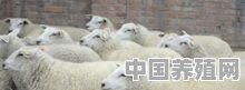 内蒙赤峰阿鲁科尔沁旗养殖什么好 - 中国养殖网