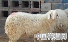 内蒙赤峰阿鲁科尔沁旗养殖什么好 - 中国养殖网