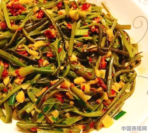 网评十大最难吃蔬菜，你认为哪个该排名第一 - 中国养殖网