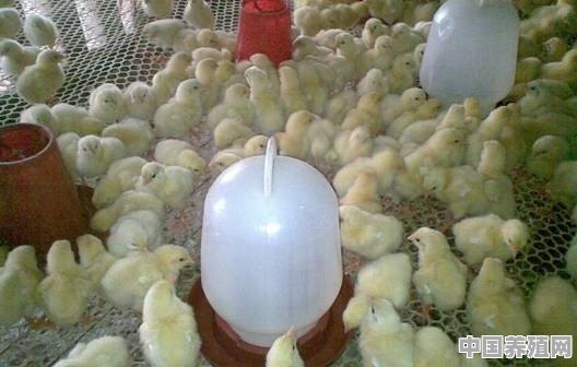 网床养土鸡的优缺点是什么 - 中国养殖网