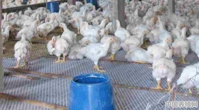 网床养土鸡的优缺点是什么 - 中国养殖网