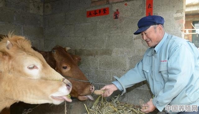 给牛驱虫选择什么药好 - 中国养殖网