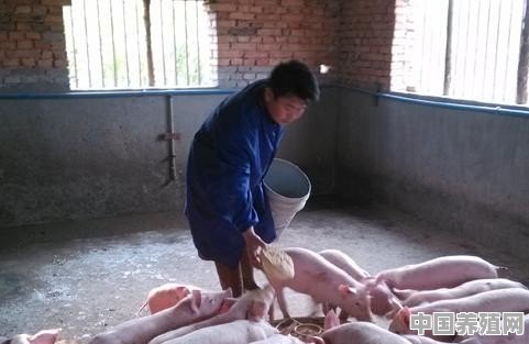 养猪散户以后的出路在哪里 - 中国养殖网