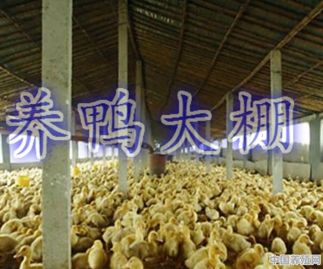 想跟朋友在重庆石柱找座山散养土鸡？想问下要注意那方面 - 中国养殖网