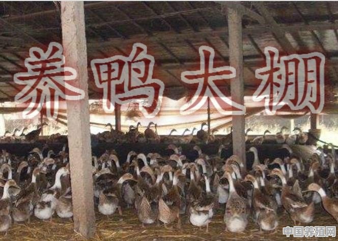 想跟朋友在重庆石柱找座山散养土鸡？想问下要注意那方面 - 中国养殖网