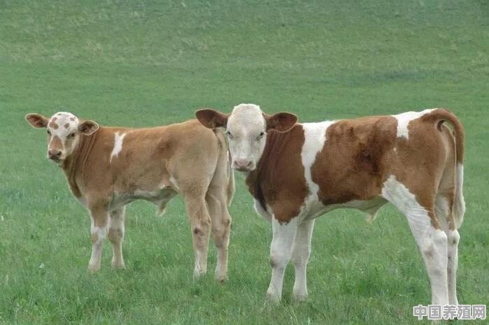 啥样的牛犊能长成大体型肉牛 - 中国养殖网
