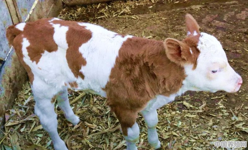 啥样的牛犊能长成大体型肉牛 - 中国养殖网