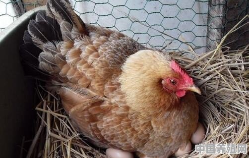请问刚出生的小鸡应该如何喂养，如何保温 - 中国养殖网