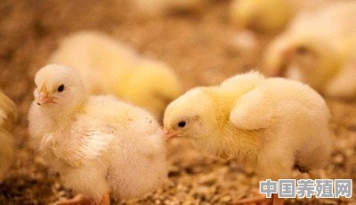请问刚出生的小鸡应该如何喂养，如何保温 - 中国养殖网