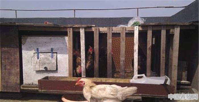 为什么有些农民没有地方养鸡，也要在楼顶上笼养鸡 - 中国养殖网