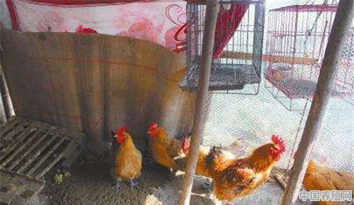 为什么有些农民没有地方养鸡，也要在楼顶上笼养鸡 - 中国养殖网