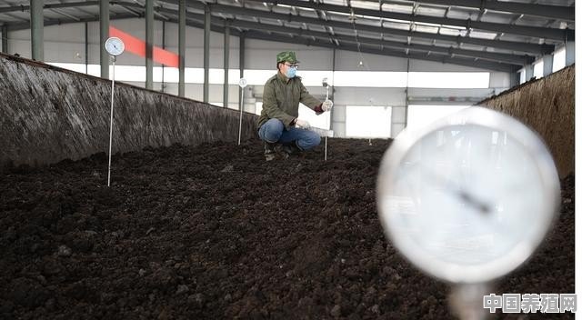 水产养殖如何利用鸡粪科学肥水 - 中国养殖网