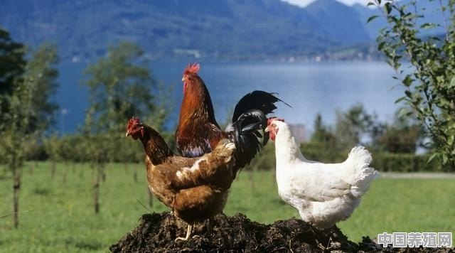 水产养殖如何利用鸡粪科学肥水 - 中国养殖网