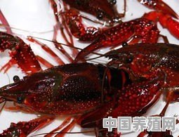 没接触过水产养殖的人如何养小龙虾 - 中国养殖网