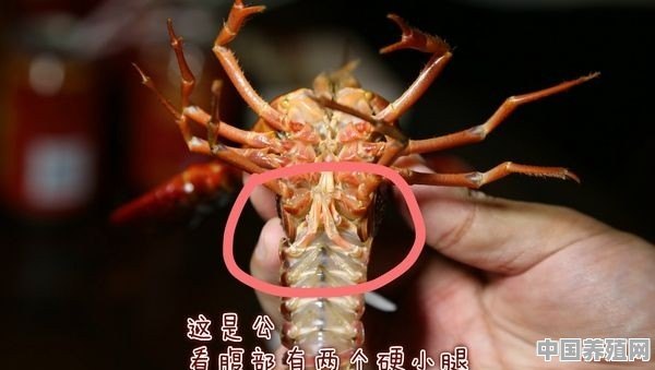 没接触过水产养殖的人如何养小龙虾 - 中国养殖网