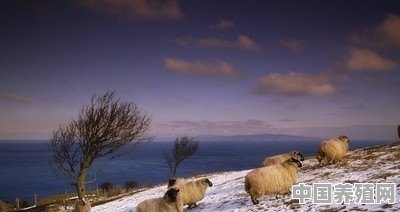 冬季养羊应注意哪些问题 - 中国养殖网