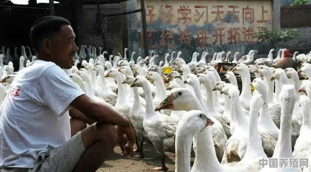 养鸡鸭羊利润怎样 - 中国养殖网