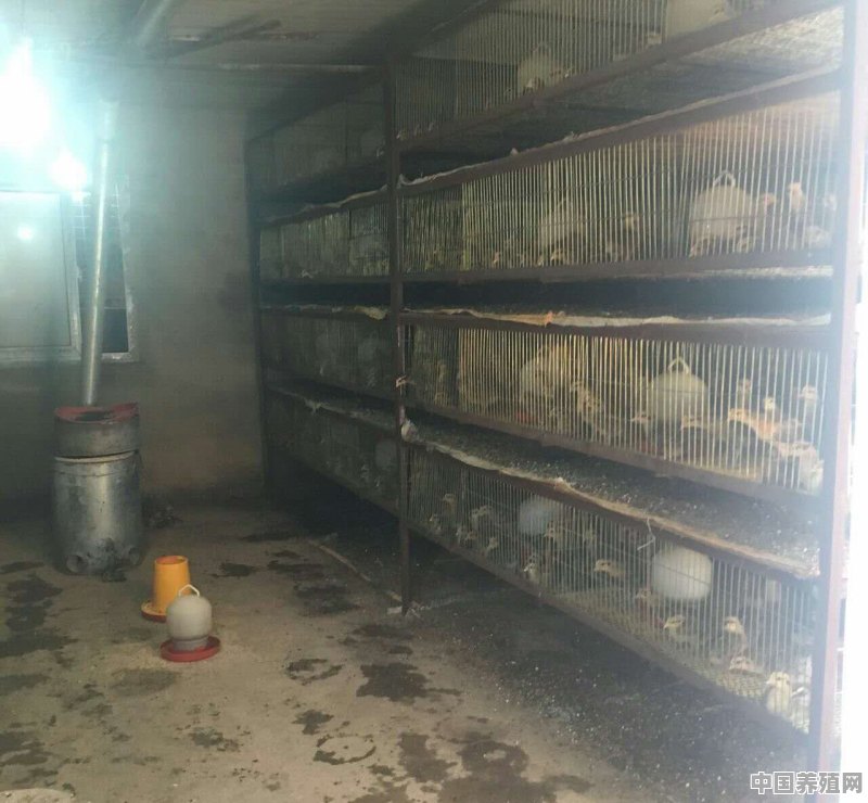 如何育好鸡雏 - 中国养殖网