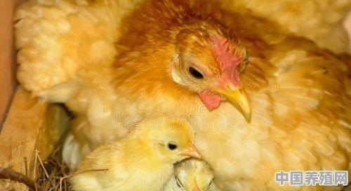 农村散养鸡，都是自家孵小鸡，还是买鸡苗养好 - 中国养殖网