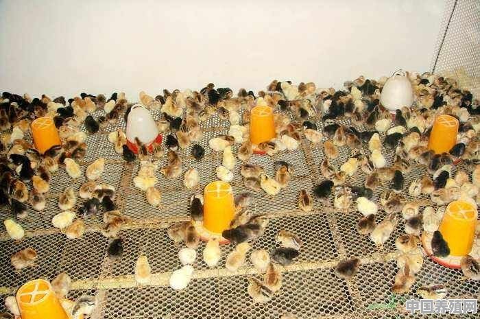 农村散养鸡，都是自家孵小鸡，还是买鸡苗养好 - 中国养殖网