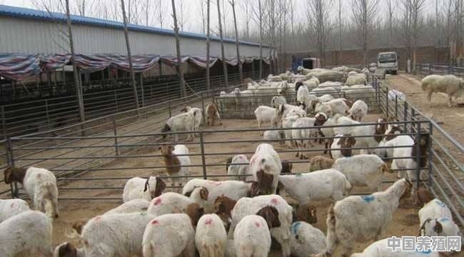 养羊圈建多大好 - 中国养殖网