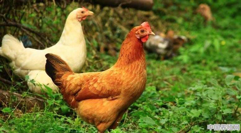 生态土鸡的市场前景如何 - 中国养殖网