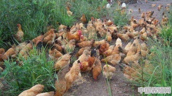 生态土鸡的市场前景如何 - 中国养殖网
