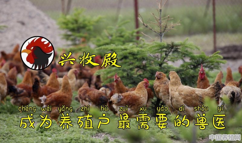 哪里可以买到公鸡苗 - 中国养殖网