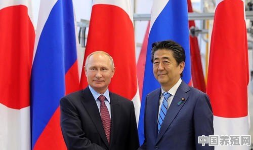 俄日谈判结束，俄媒表示达成了“签署和平协议意愿”，这次出访对于安倍来说成功了吗 - 中国养殖网