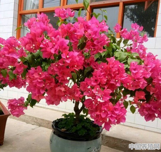 盆栽花卉可以直接用羊粪栽种吗 - 中国养殖网